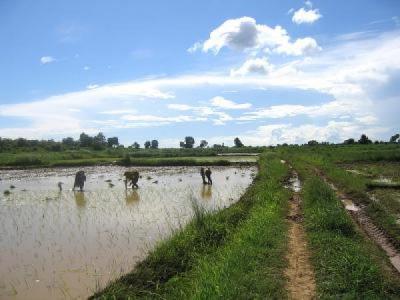 Paddy field